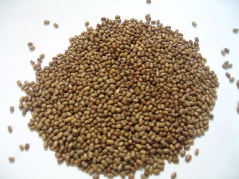 Brown Beans 500 g (Mauth/Mattki)