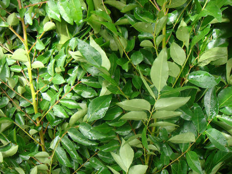 Fresh Curry Leaf 50 g (Indian Sweet Neem Leaves)