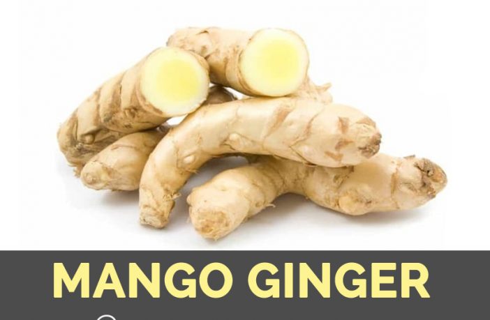 Fresh Mango Ginger Whole 500 g (Amba Haldi Kacha)