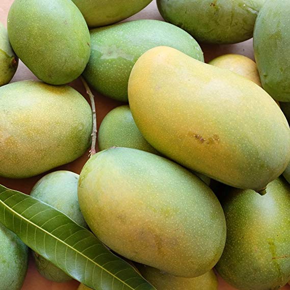 Fresh Kesar Mangoes 6 Pic in 1 Box (Indian) – Star Indo Japan