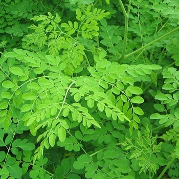 Fresh Drumstick Leaves 1 Bunch 100 g (Munaga-Aaku/Moringa-patta/Sahjan Patti/Murungai Keerai/Nugge Soppu)